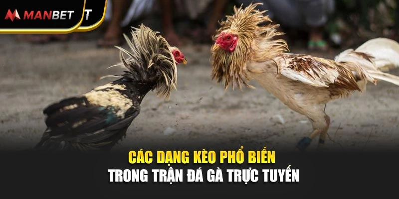 Các dạng kèo phổ biến trong trận đá gà trực tuyến