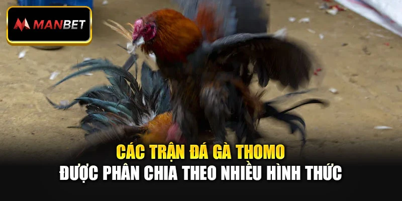 Các trận đá gà Thomo được phân chia theo nhiều hình thức