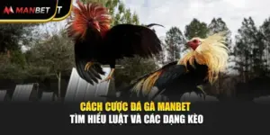 Cách Cược Đá Gà Manbet – Tìm Hiểu Luật Và Các Dạng Kèo
