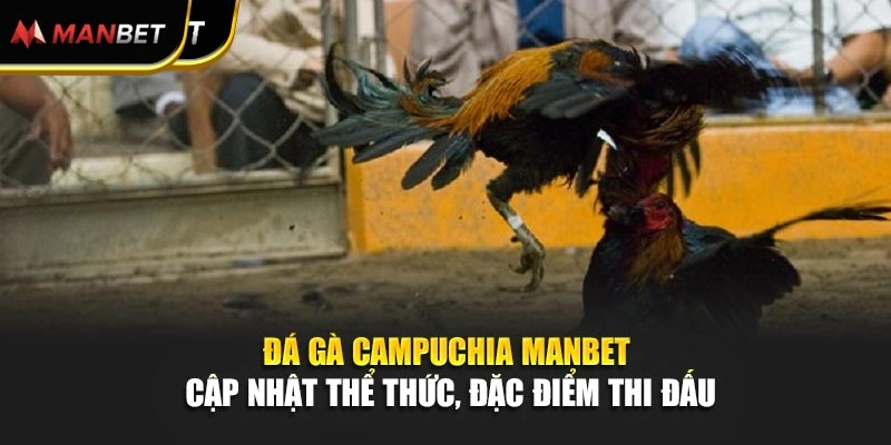 Đá Gà Campuchia Manbet - Cập Nhật Thể Thức, Đặc Điểm Thi Đấu