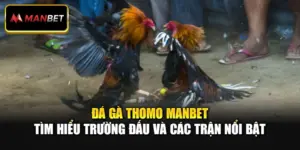 Đá Gà Thomo Manbet - Tìm Hiểu Trường Đấu Và Các Trận Nổi Bật
