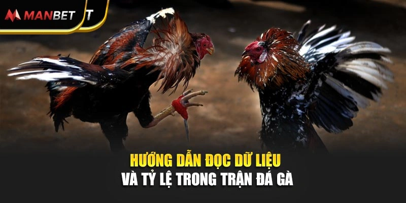 Hướng dẫn đọc dữ liệu và tỷ lệ trong trận đá gà