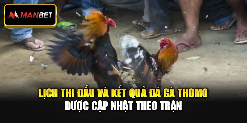 Lịch thi đấu và kết quả đá gà Thomo được cập nhật theo trận