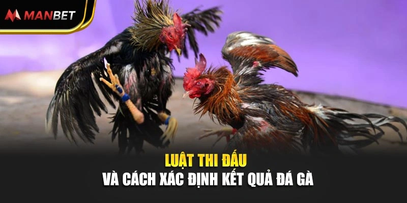 Luật thi đấu và cách xác định kết quả đá gà