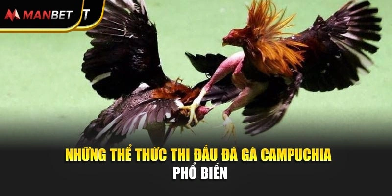 Những thể thức thi đấu đá gà Campuchia phổ biến