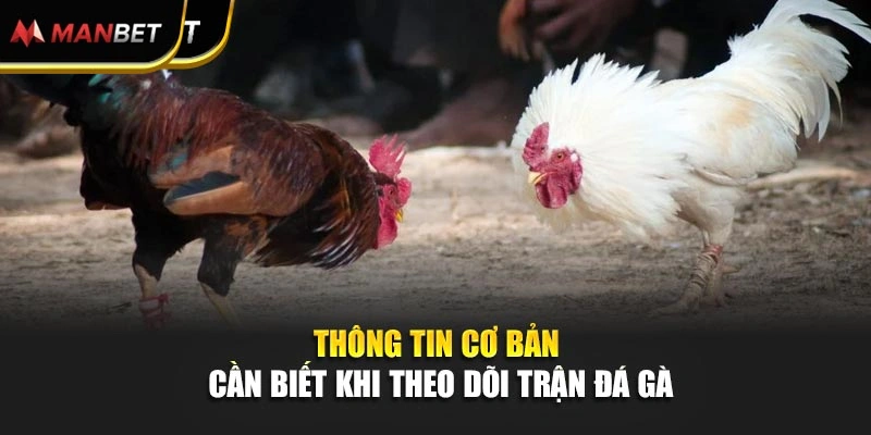 Thông tin cơ bản cần biết khi theo dõi trận đá gà