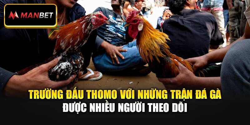 Trường đấu Thomo với những trận đá gà được nhiều người theo dõi